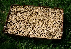 Pfanzmaterial schnellwachsende Baumarten für Agroforstsysteme, Hecken, KUP