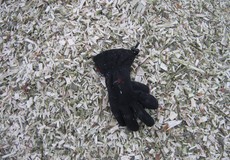 Holzhackschnitzel KUP und Landschaftspflege,